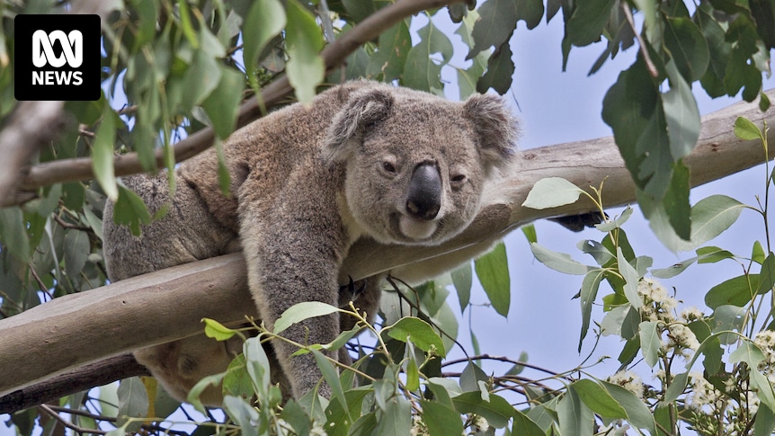 How citizen scientists help koala conservation efforts, and what you can do to contribute