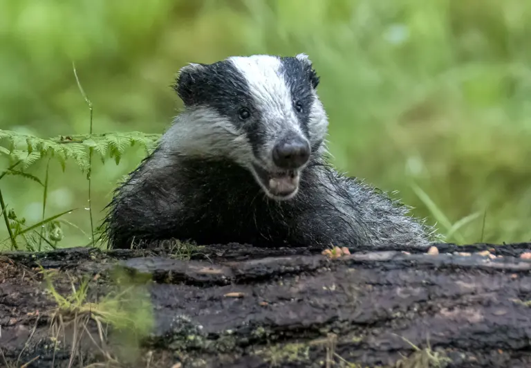 I’ve been terrorized by badgers, ‘black slime’ mold in my own home for 12 years — and that’s not the worst part