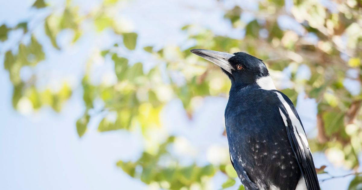 What Australian Magpies Can Teach Us About Bullies