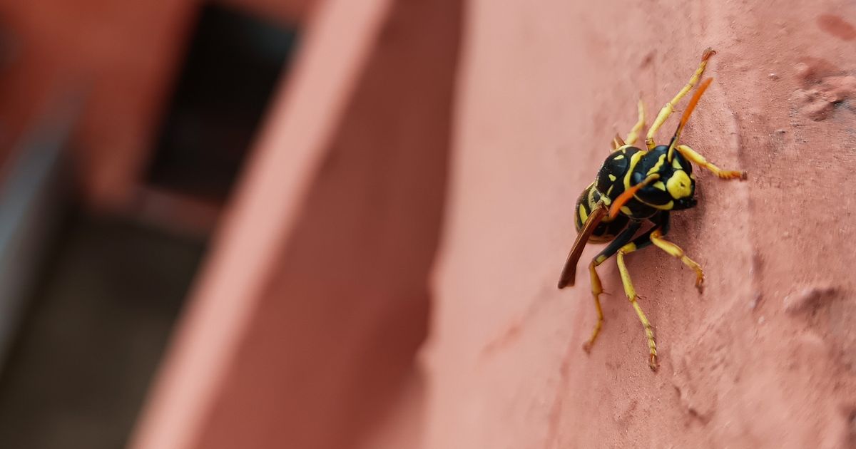 The 1 Decoration Attracting Wasps To Your Kitchen