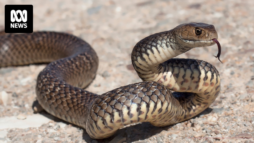 Why some venomous snakes can bite and kill even when they’re dead and decapitated