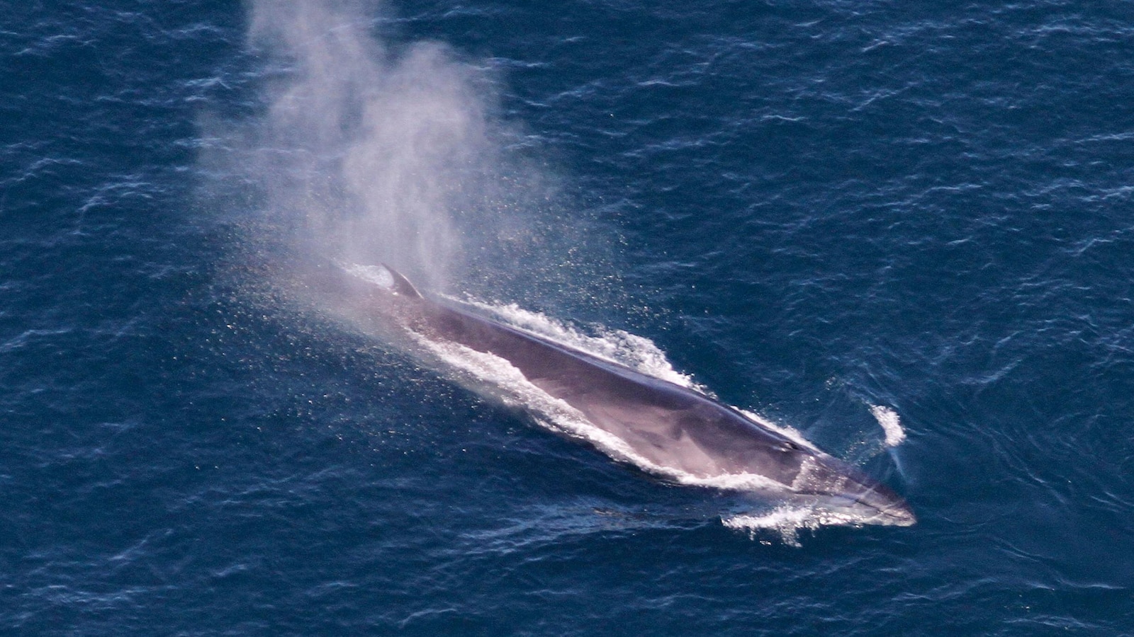 Large number of whale sightings off New England, including endangered sei whales