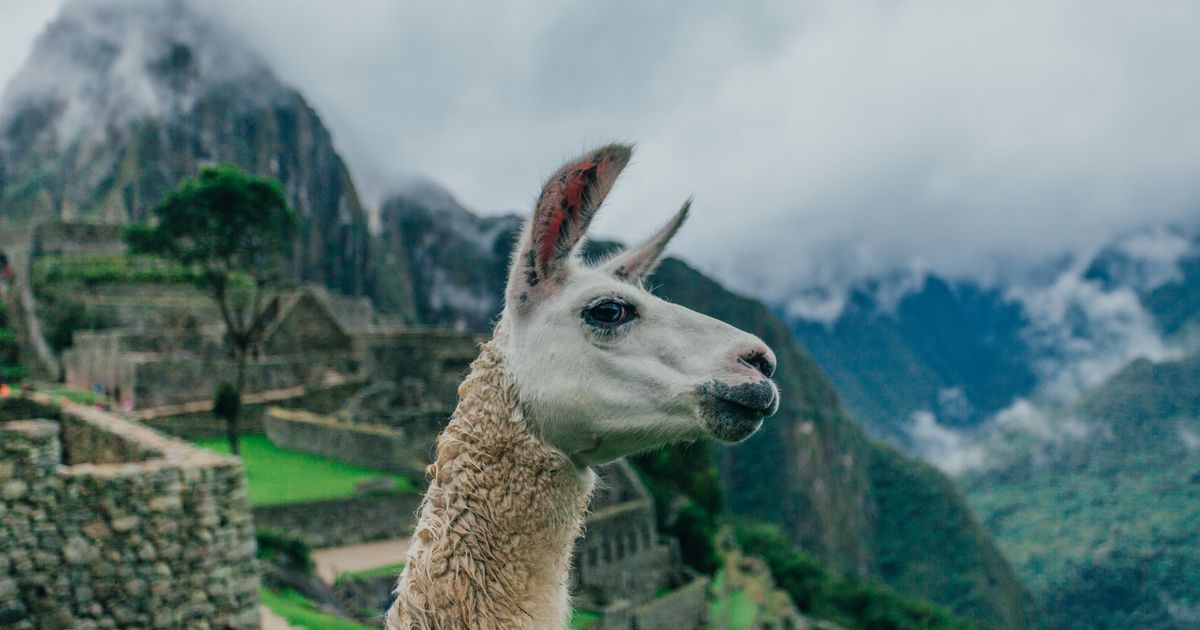 This Is How Llamas Could Be The Future Of HIV Immunity