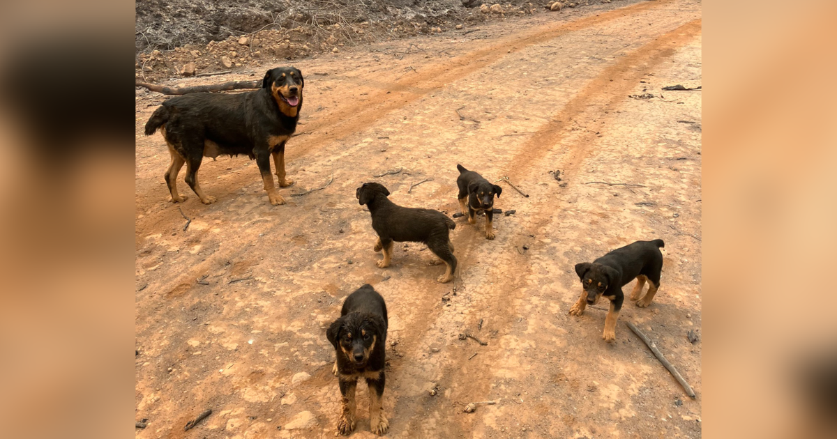 Two dogs and their puppies were stuck in California’s Park Fire. An emergency responder ran 1.5 miles to save them.