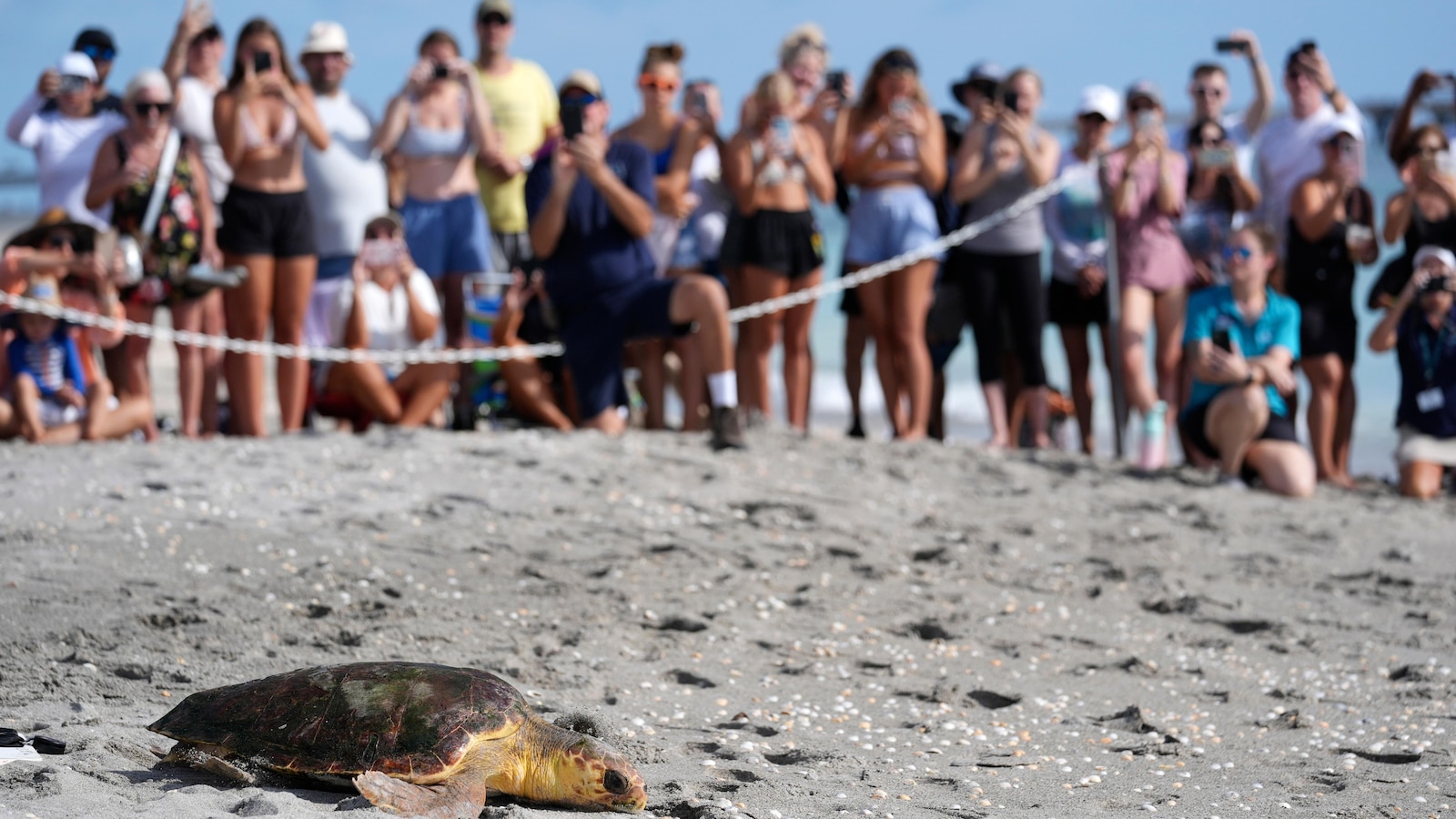 Subadult loggerhead sea turtle returns to Atlantic Ocean in Florida after rehabilitation