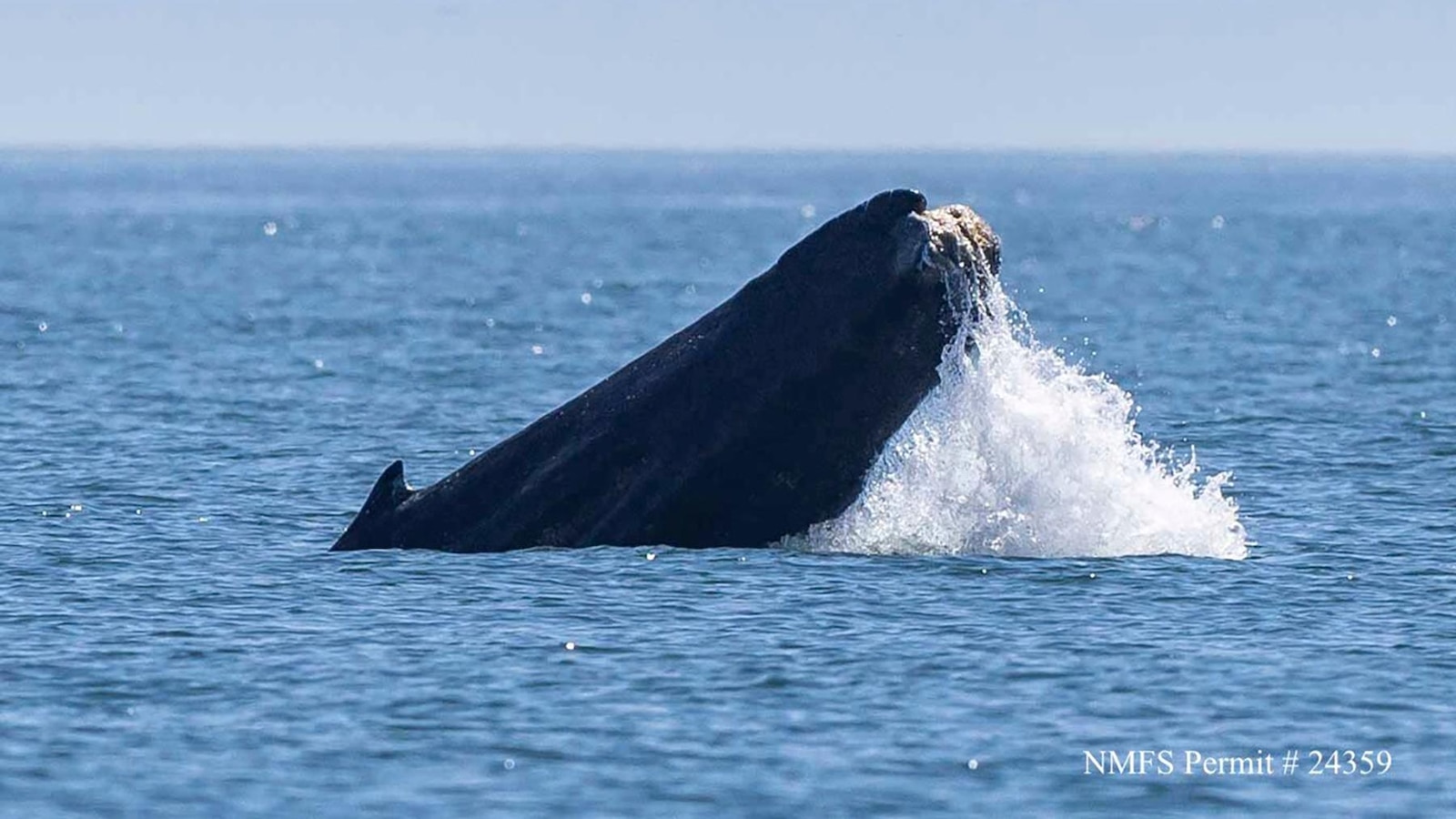 A humpback whale in Washington state is missing its tail. One expert calls the sight ‘heartbreaking’