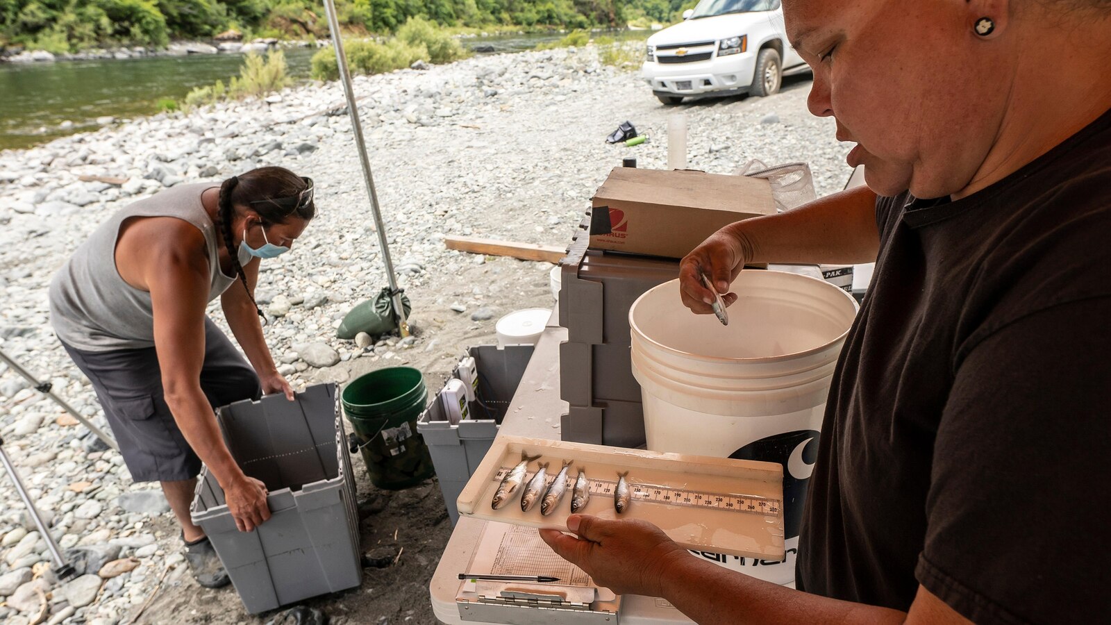 Salmon will soon swim freely in the Klamath River for first time in a century once dams are removed