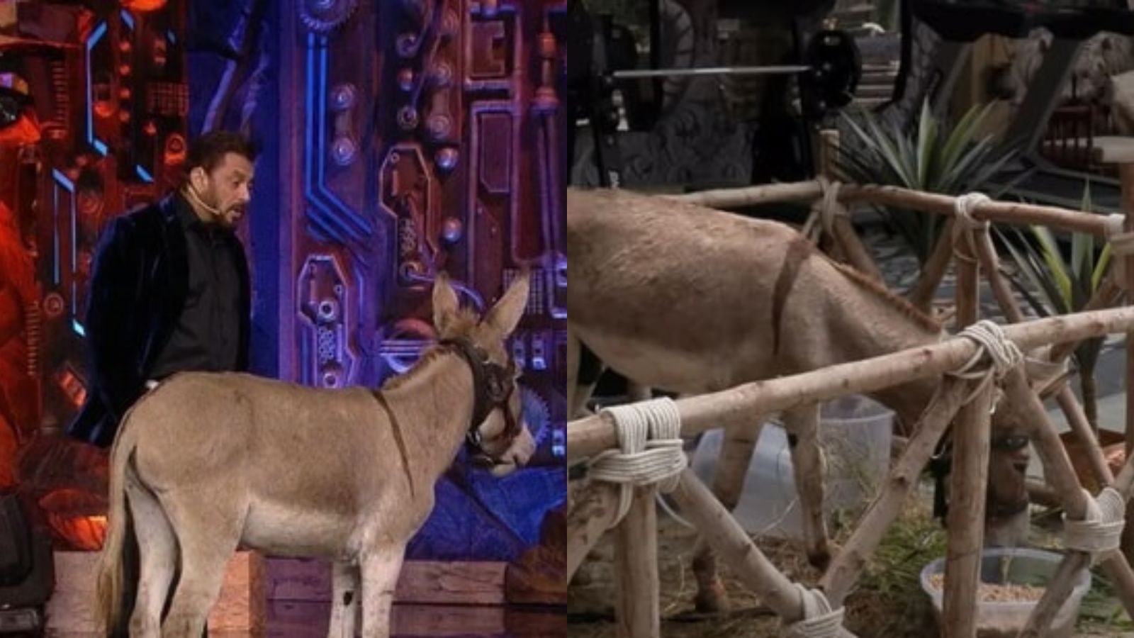 Bigg Boss 18: After pressure from PETA and PFA, donkey Gadhraj gets evicted from Salman Khan-hosted show | Television News