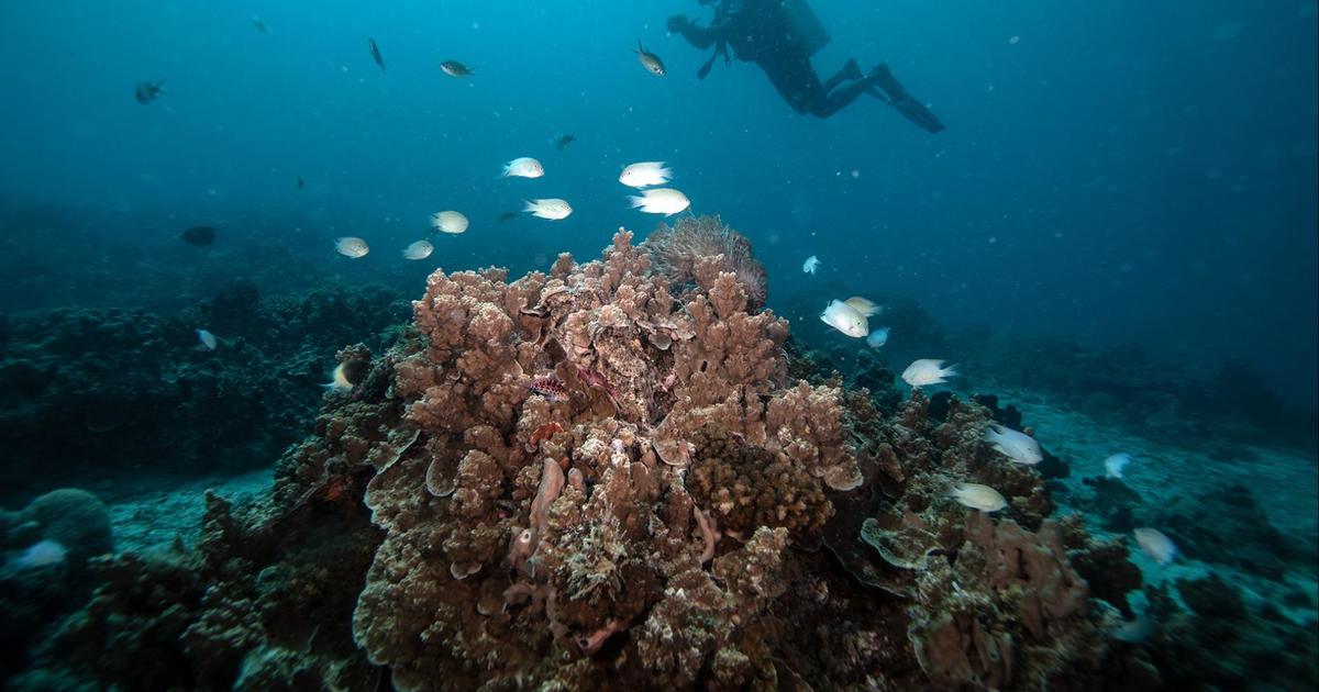 Global coral reef bleaching event is largest on record, report says