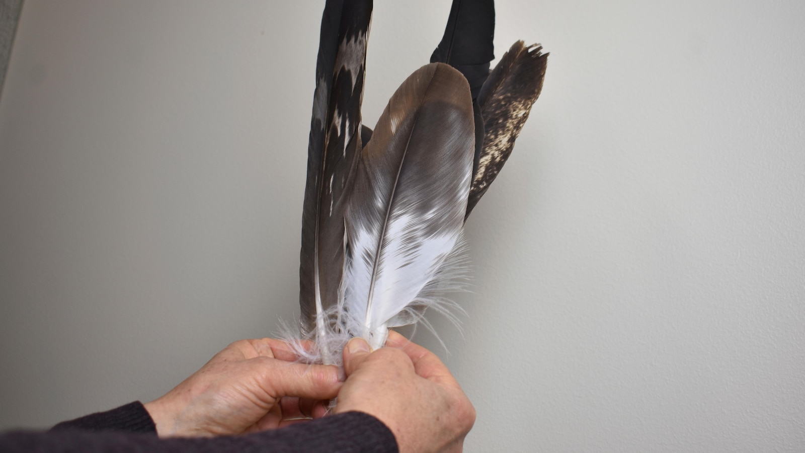 Eagle feathers play a sacred role in powwows. Poachers are exploiting the high demand